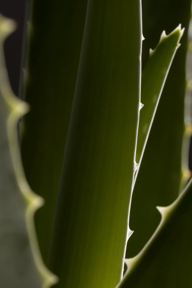 Aloe Vera