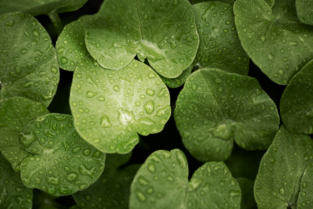 Centella Asiática