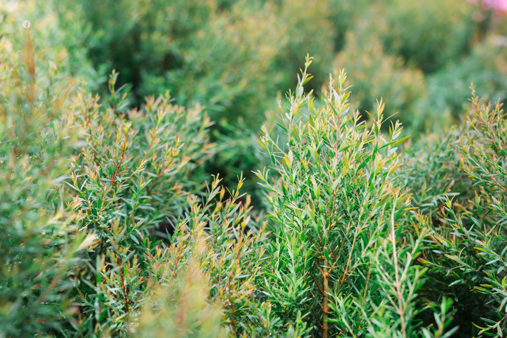Tea Tree Oil